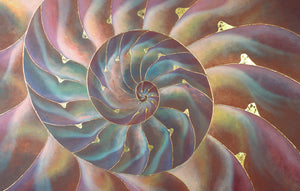 ocean inspired artwork Danielle burnside nautilus seashell watercolor artwork rainbow color