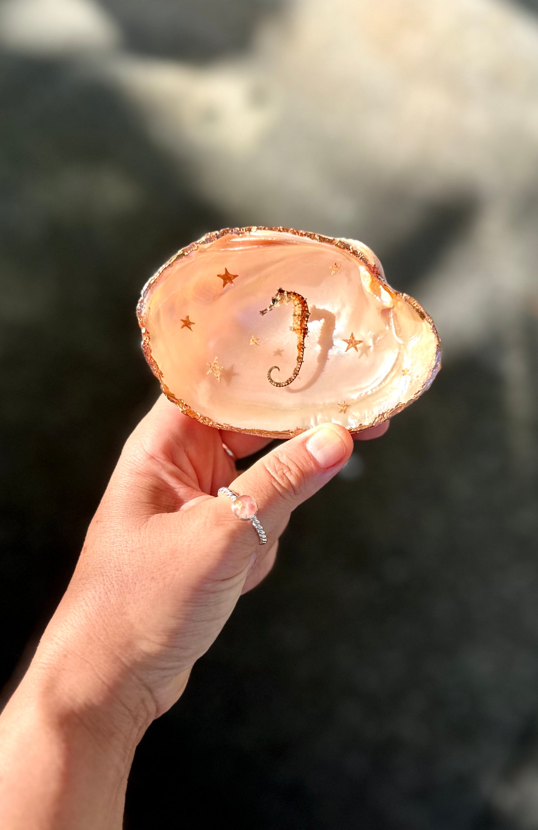 Seahorse Seashell danielleburnside