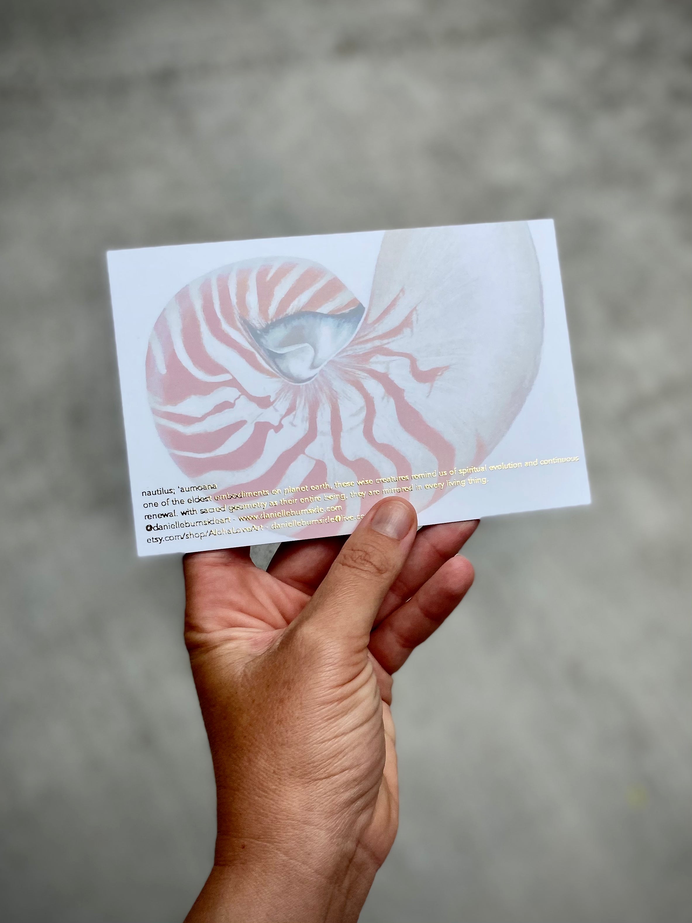 Rainbow Nautilus Postcard