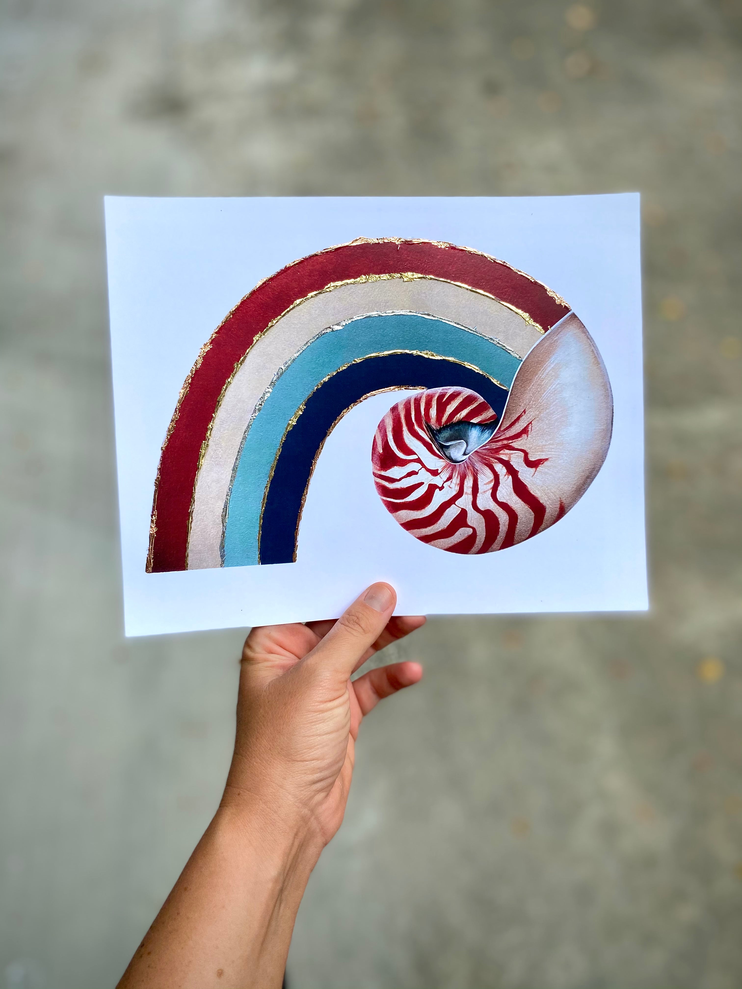 Rainbow Nautilus - White