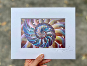 Open image in slideshow, Nautilus Shell Print - Rainbow Hue
